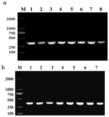 Genetic manipulation method of sacB-mediated Pseudomonas chlororaphis