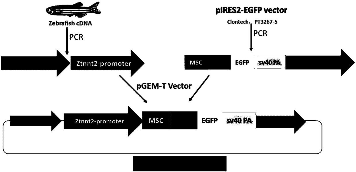 Construction method and related vector of zebra fish heart specific expression model