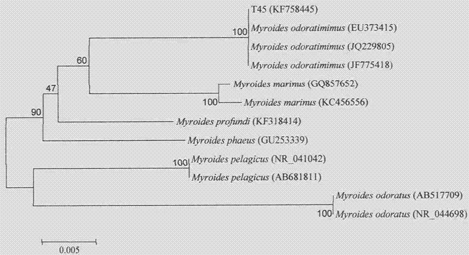 Pseudo-scent-like aroma bacteria and its preparation method and application