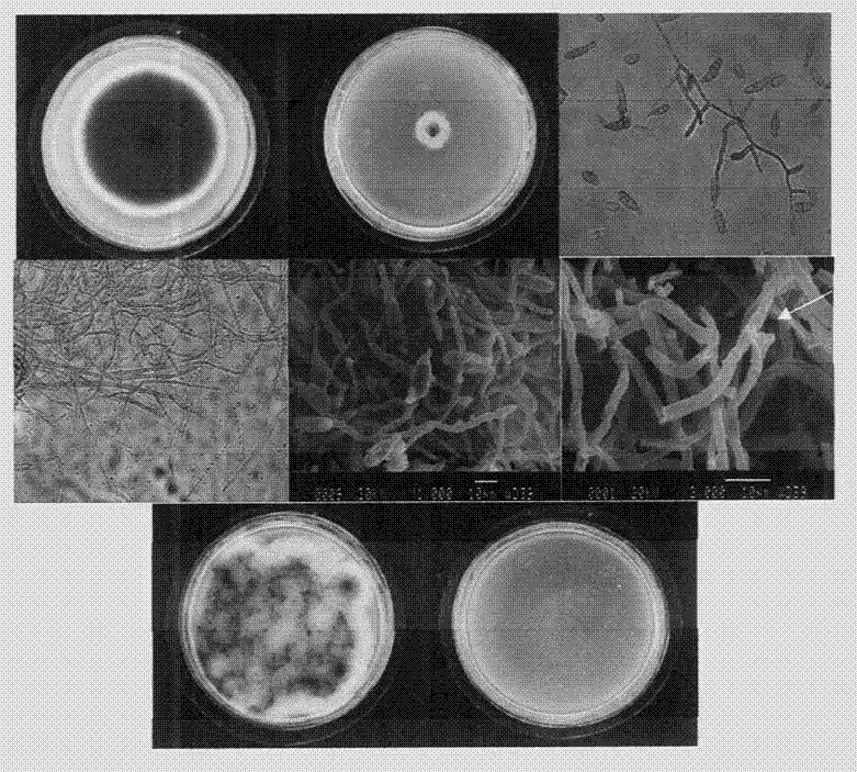 Pseudo-scent-like aroma bacteria and its preparation method and application