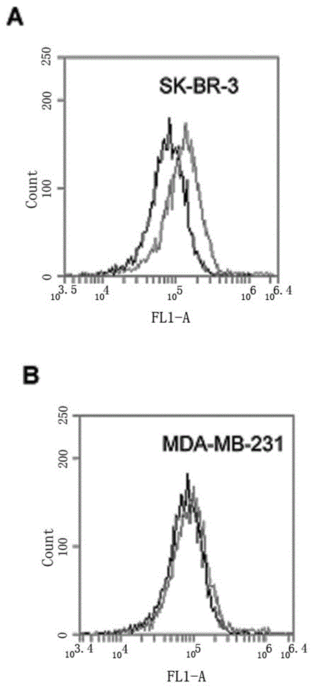 HER2 nucleic acid aptamer and application thereof