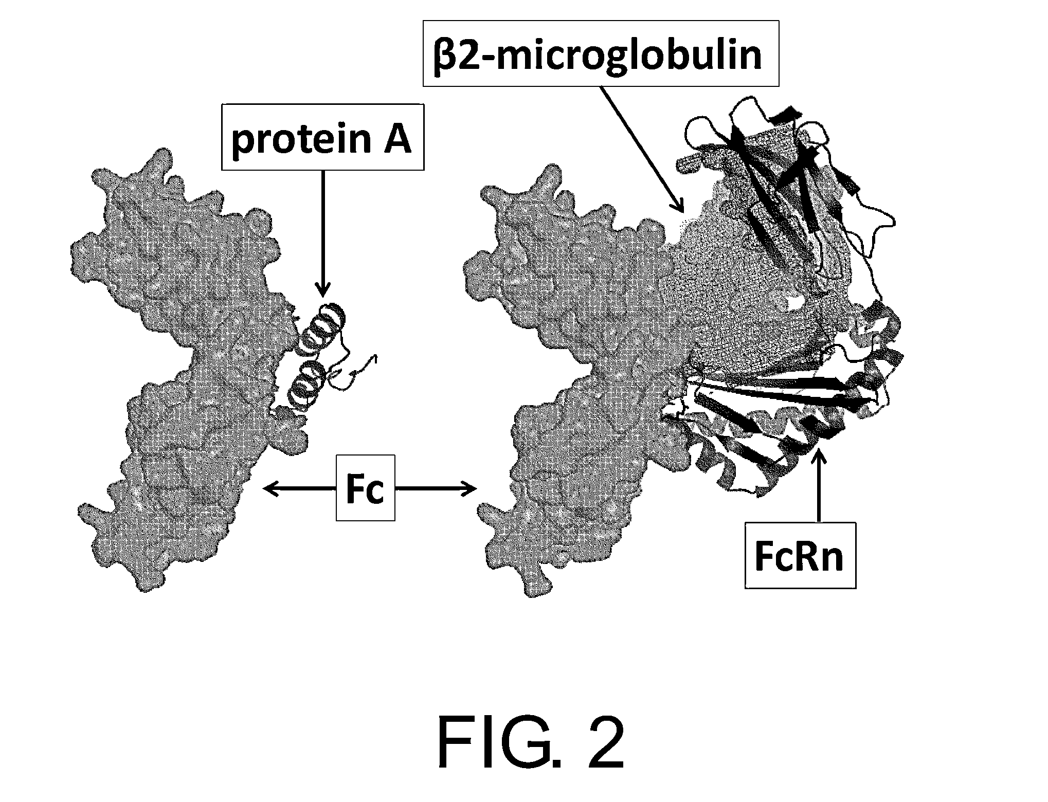 Polypeptide modification method for purifying polypeptide multimers
