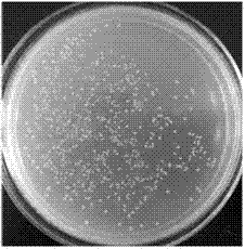 Waterproof permeable material having antibacterial function, and its preparation method