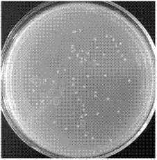 Waterproof permeable material having antibacterial function, and its preparation method