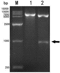 Duck plague virus gG truncated recombinant protein and preparation method thereof