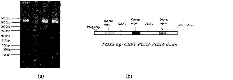 Yarrowia lipolytica genetic engineering strain with high production of gamma-decalactone, as well as preparation method and application thereof