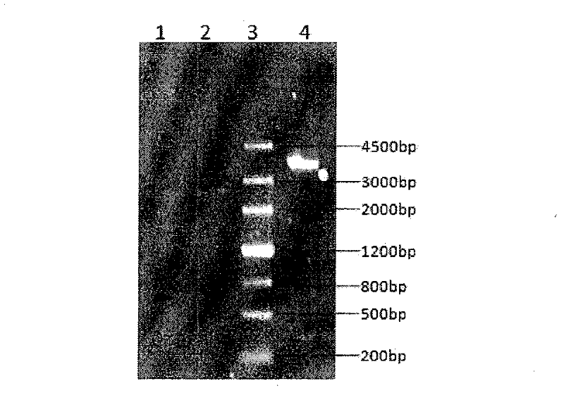 Yarrowia lipolytica genetic engineering strain with high production of gamma-decalactone, as well as preparation method and application thereof