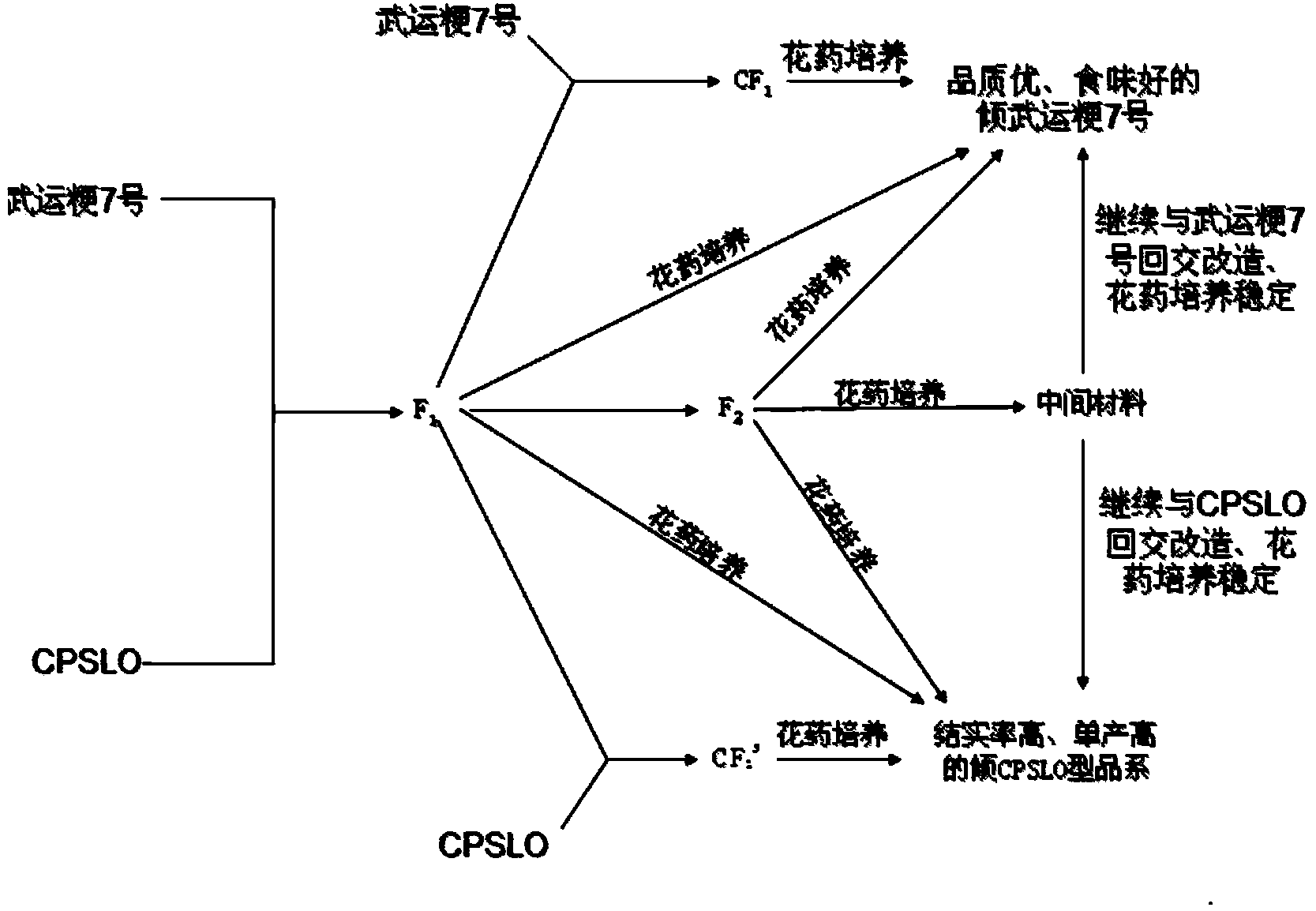 Pyramiding breeding method utilizing Sino-US rice distant hybridization and anther culture technology