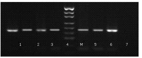 Species identification kit for old animal sample and preparation method of species identification kit