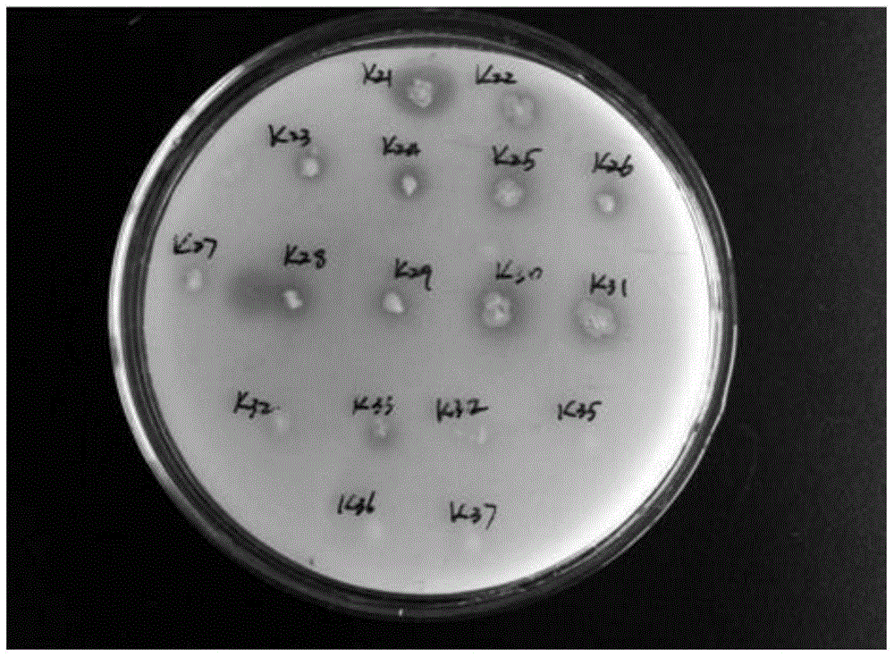 Bacillus amyloliquefaciens and application of protease produced by same in tanning depilation