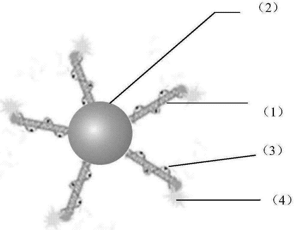 Nucleic acid aptamer-suspension chip magnetic detection microspheres based on single-walled carbon nano-tubes, preparation method and detection method thereof