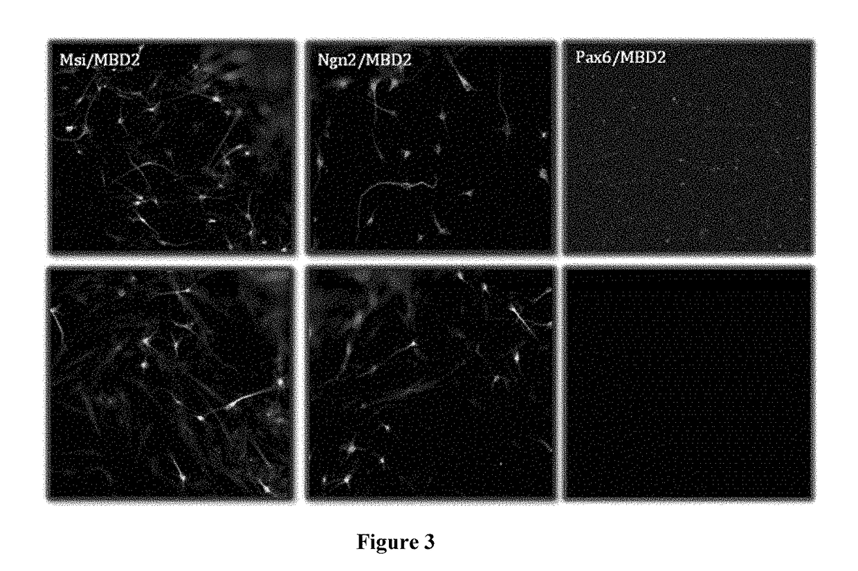 Methods for reprogramming cells and uses thereof