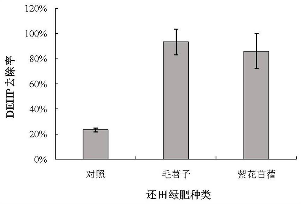 Method for repairing phthalate-polluted farmland soil by applying green manure plants