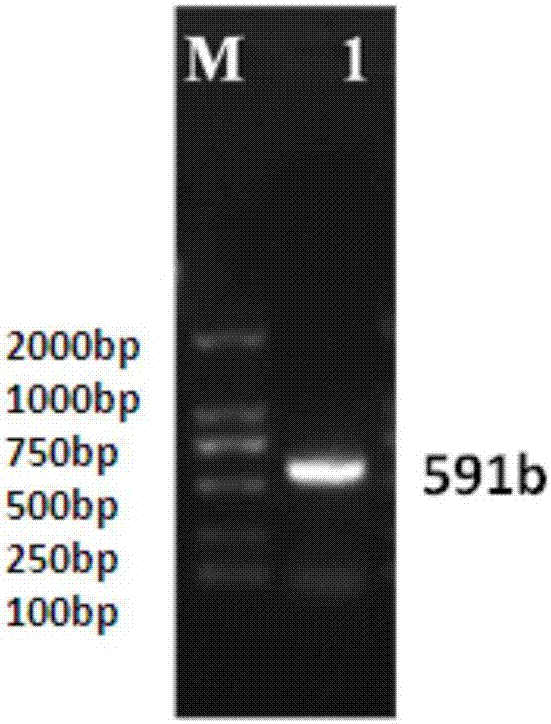 Cucumber CsERF004 gene as well as encoding protein and application thereof