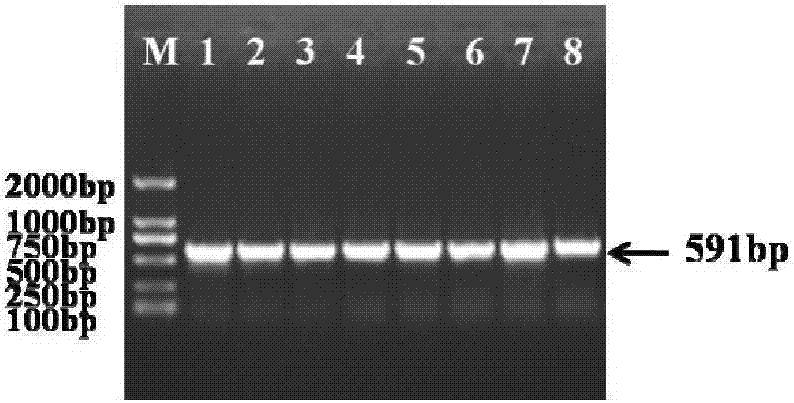 Cucumber CsERF004 gene as well as encoding protein and application thereof