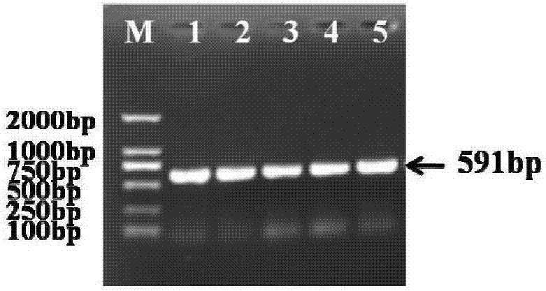 Cucumber CsERF004 gene as well as encoding protein and application thereof