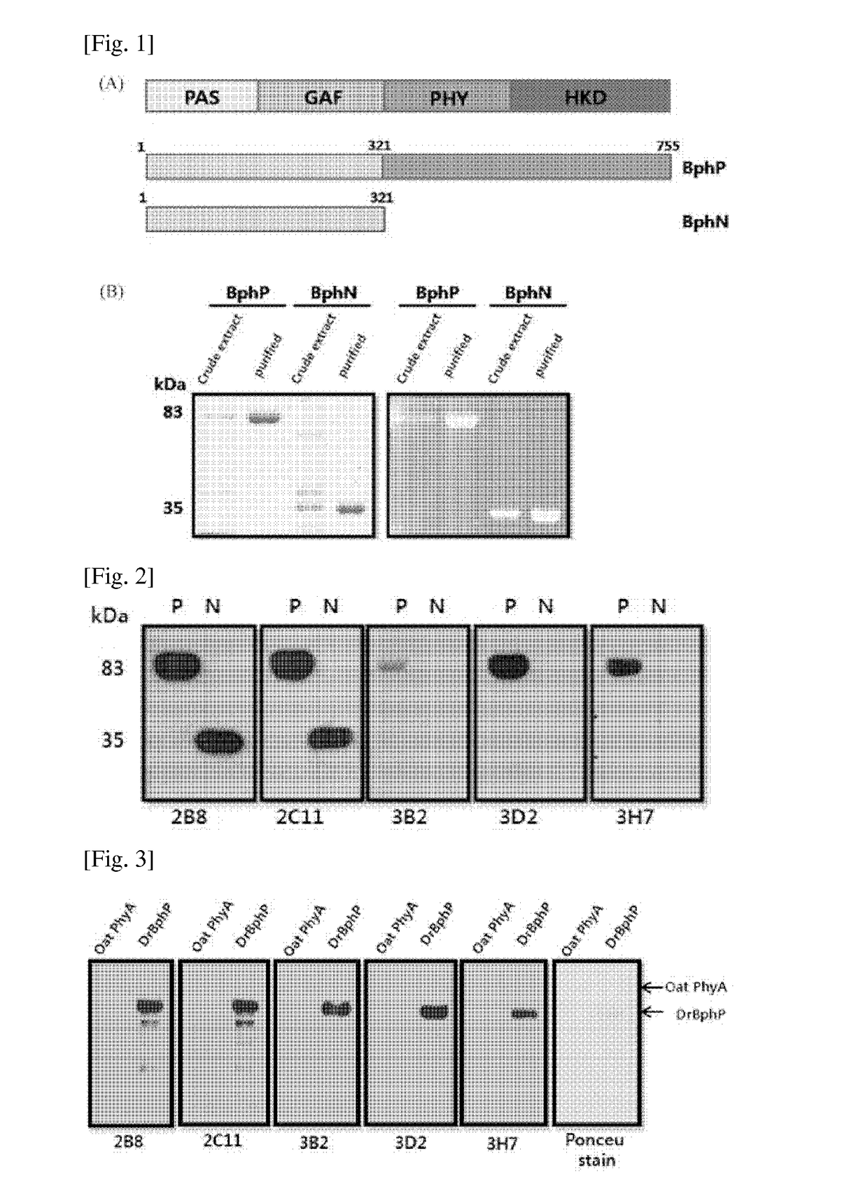 Antibody for epitope tagging, hybridoma cell line and uses thereof