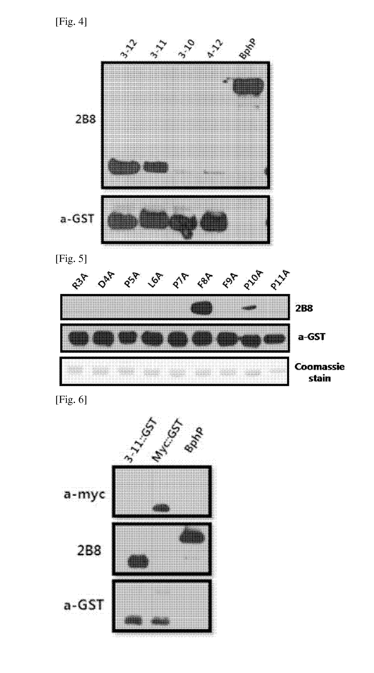 Antibody for epitope tagging, hybridoma cell line and uses thereof