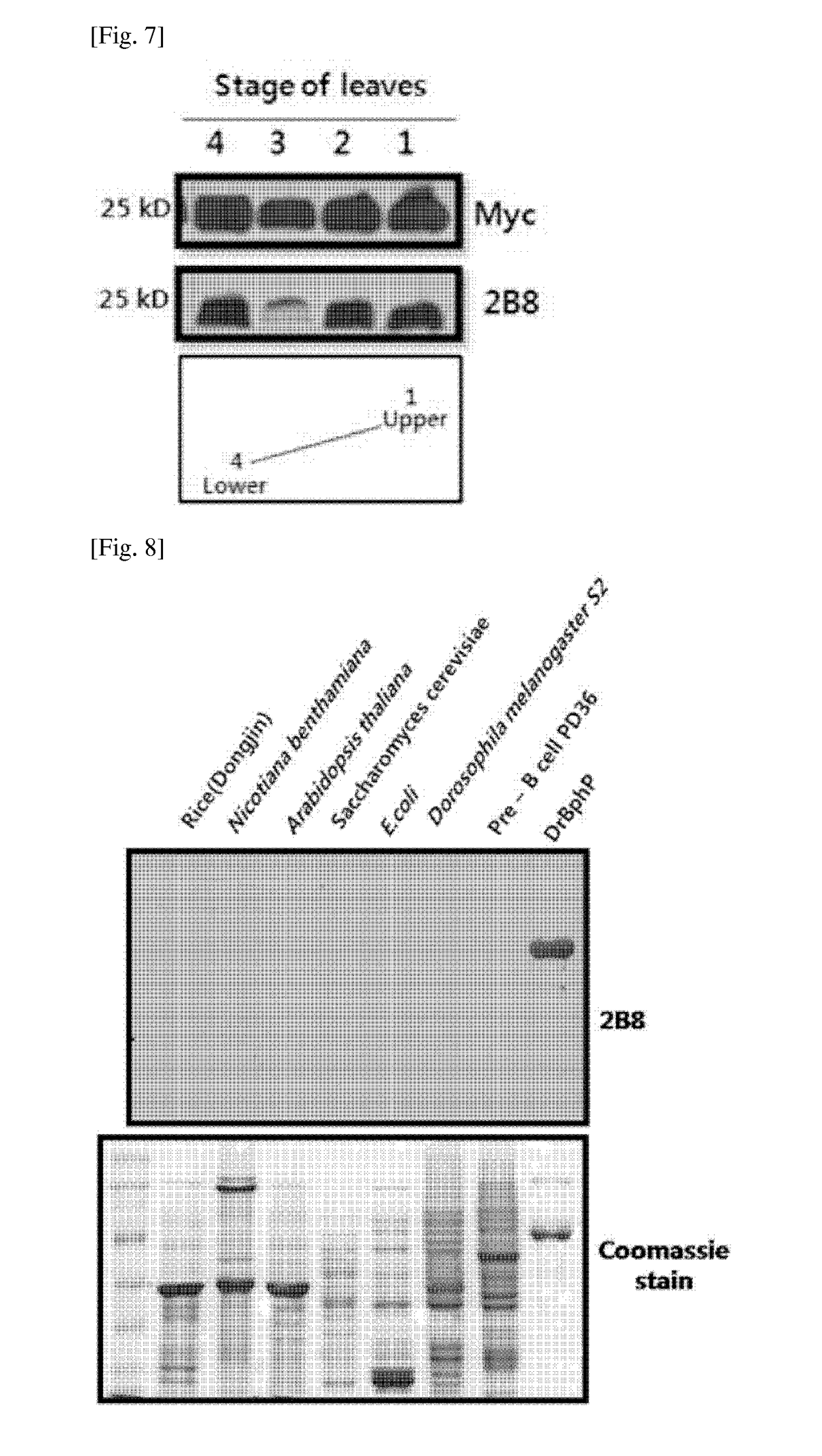 Antibody for epitope tagging, hybridoma cell line and uses thereof