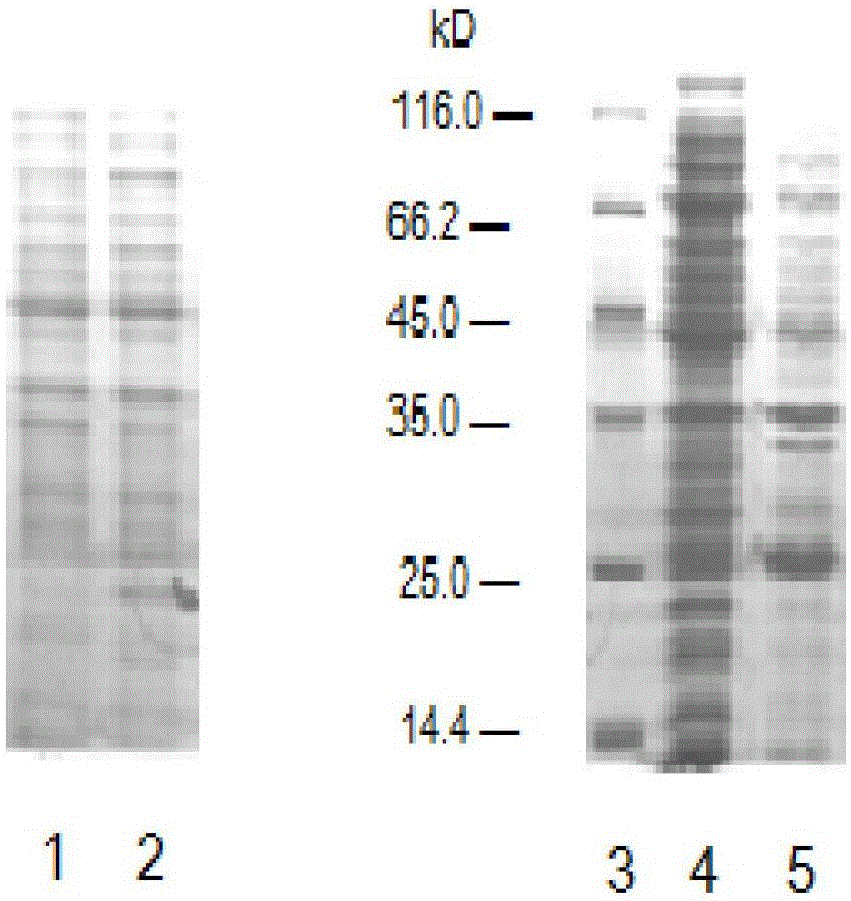 A kind of expression method and application of soluble recombinant insulin and its derivatives