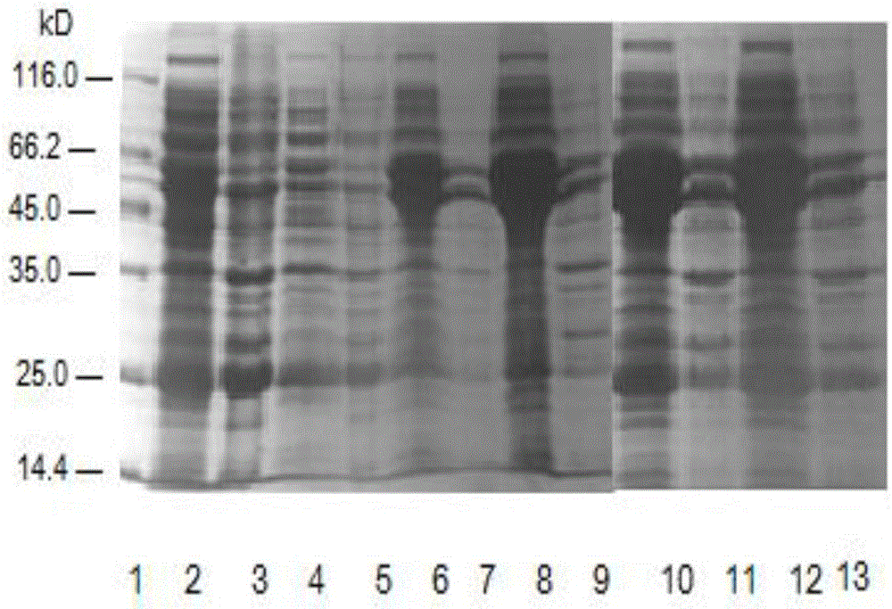 A kind of expression method and application of soluble recombinant insulin and its derivatives