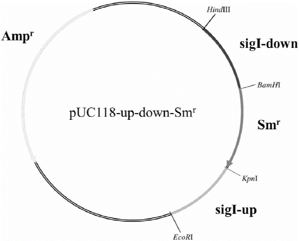 Synechocystis PCC6803 alga for achieving remarkable improvement of tolerance to ethyl alcohol and construction method thereof