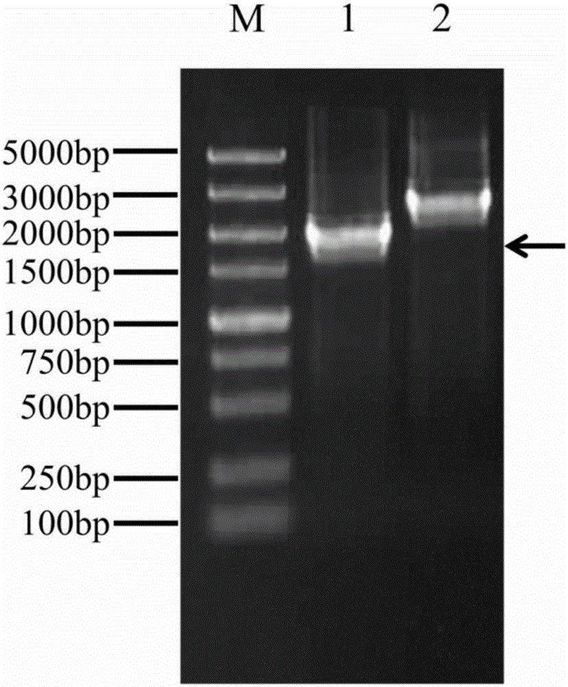 Synechocystis PCC6803 alga for achieving remarkable improvement of tolerance to ethyl alcohol and construction method thereof