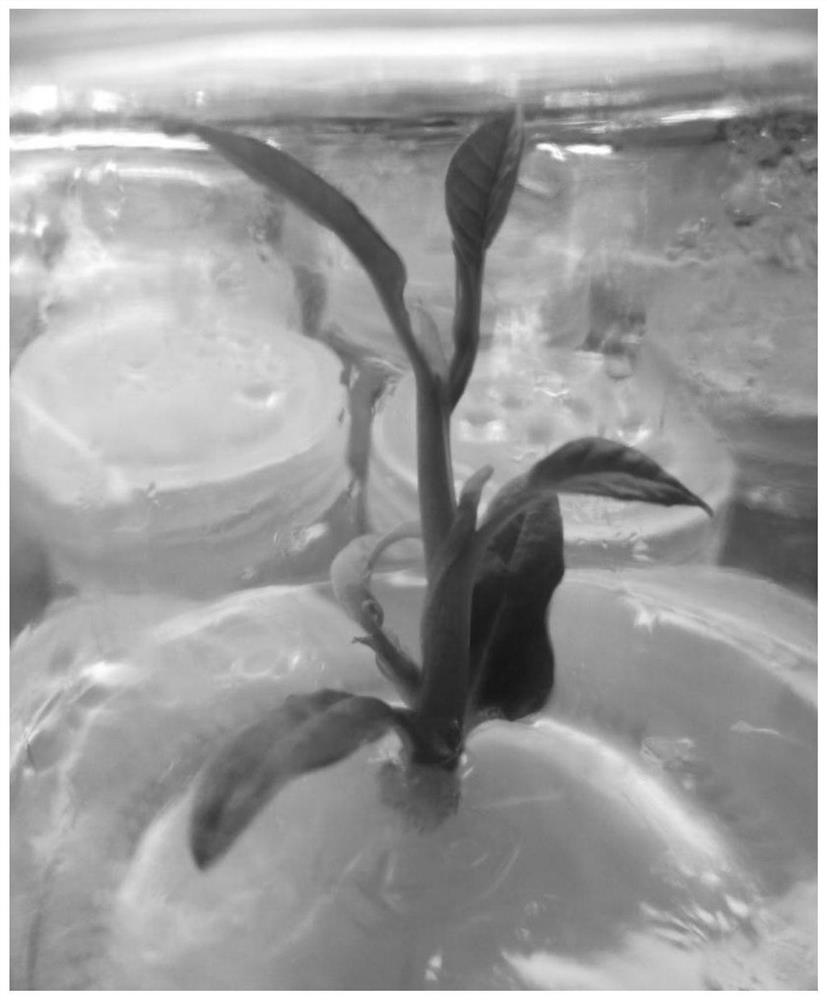 A method for aseptic germination and rapid propagation of Michelia majestic seeds