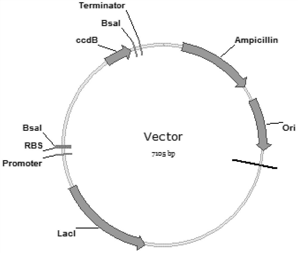 A construction method of seamless multi-segment clone