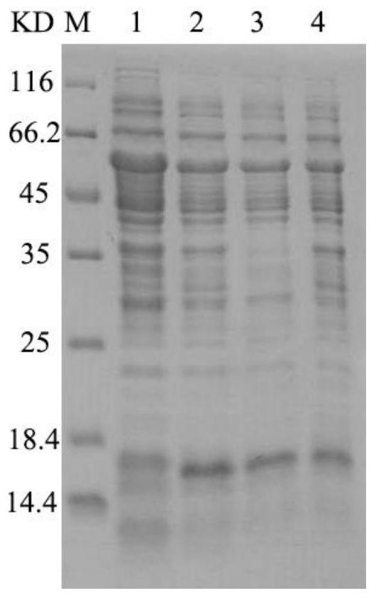 A kind of echinococcus multilocularis glucose transporter polypeptide vaccine glep and its preparation method and application