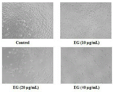 Application of ethyl gallate for preparing drugs for treating human colon carcinoma cell apoptosis