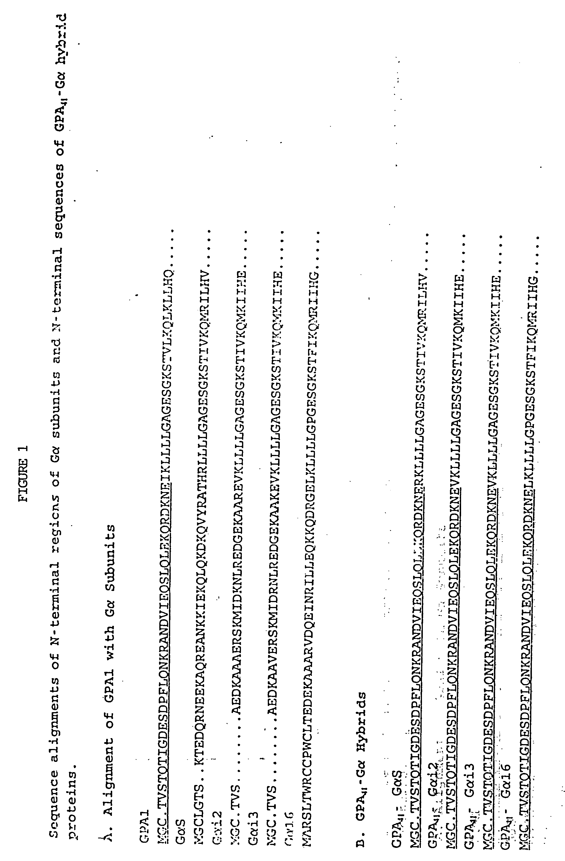 Yeast cells expressing modified G proteins and methods of use therefor