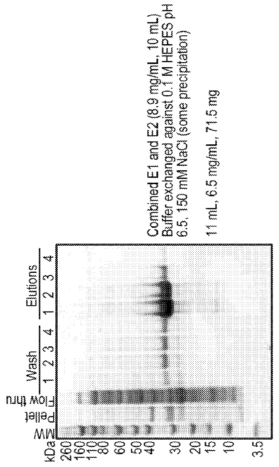 Charge-engineered antibodies or compositions of penetration-enhanced targeting proteins and methods of use