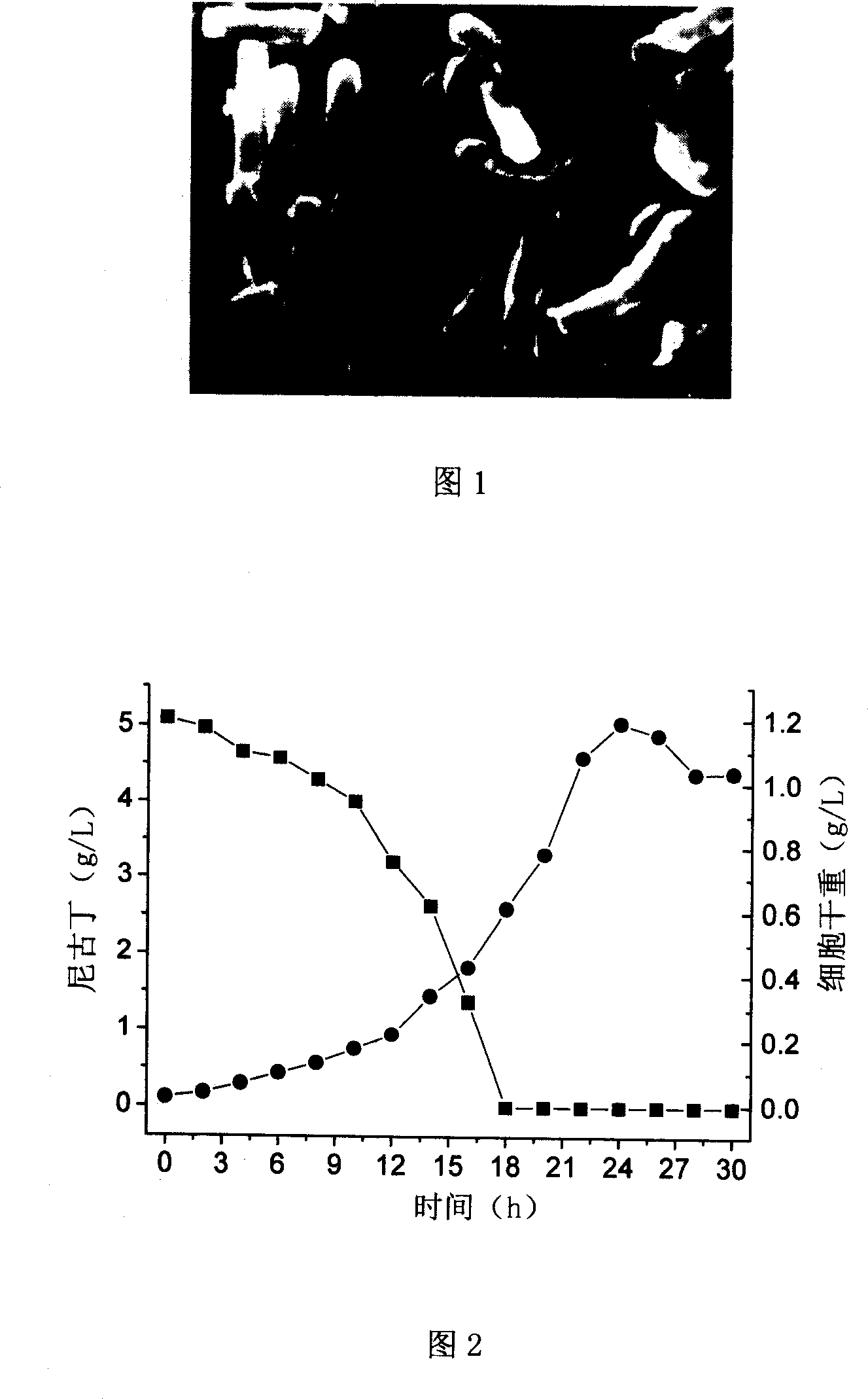 Agrobacterium tumefaciens capable of metabolizing nicotine and application thereof