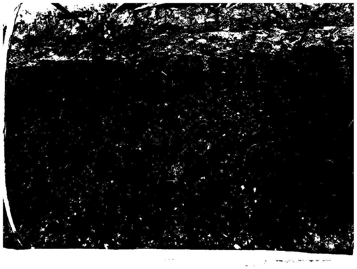 Method for transporting sugarcane tissue culture rooting seedlings