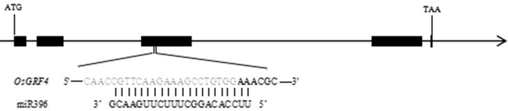 A method for releasing miRNA repressive function to promote target gene expression