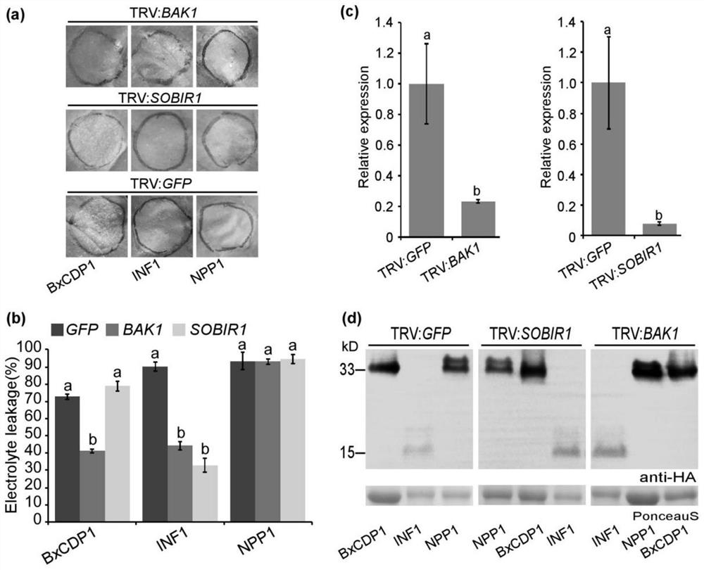 Pathogen-related model molecular protein bxcdp1 of pine wood nematode and its application