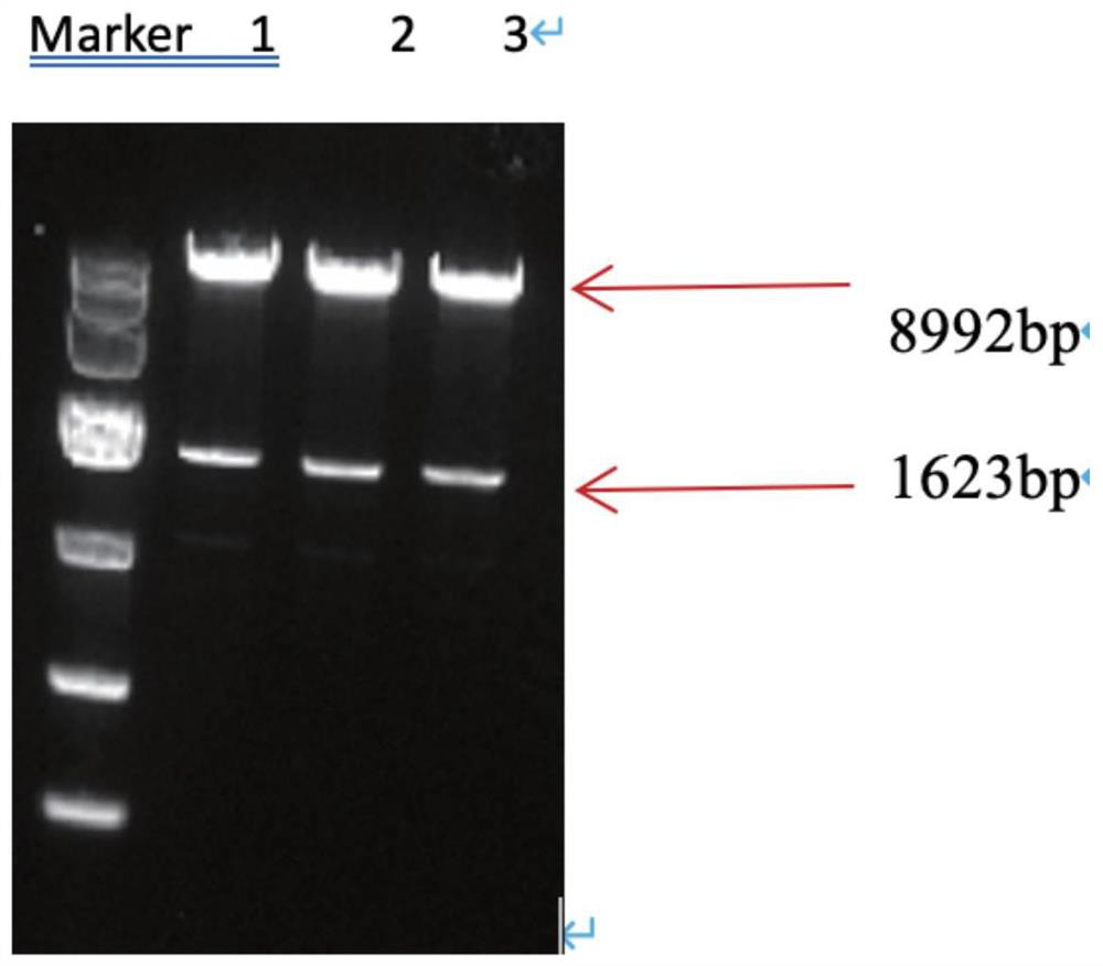 Yeast recombinant human I-type triple helix collagen and preparation method thereof
