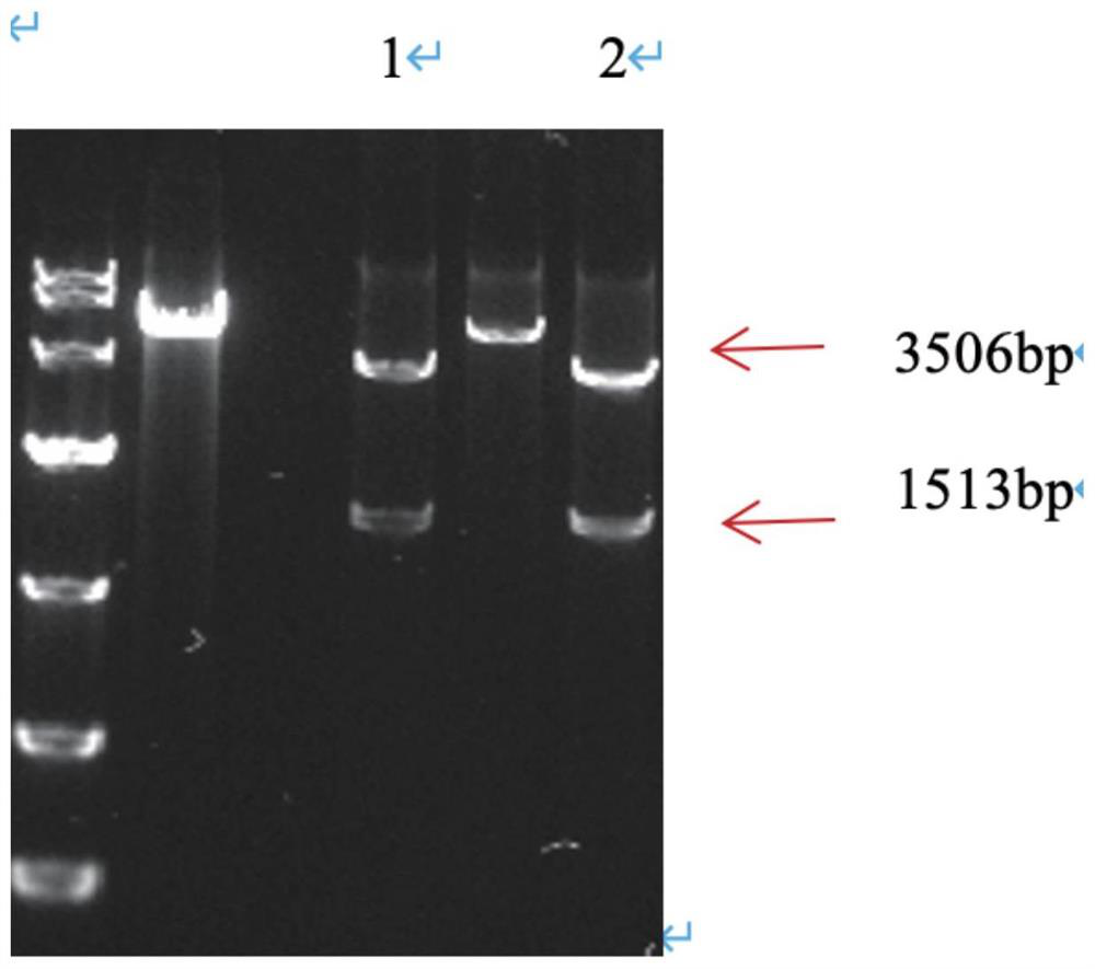 Yeast recombinant human I-type triple helix collagen and preparation method thereof