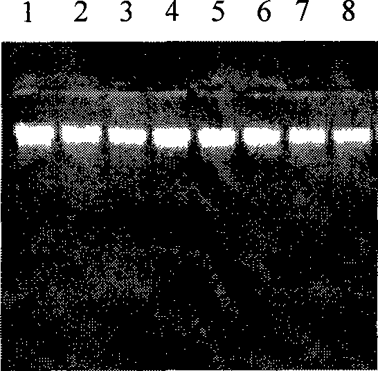 Method for extracting plant DNA and RNA at the same time