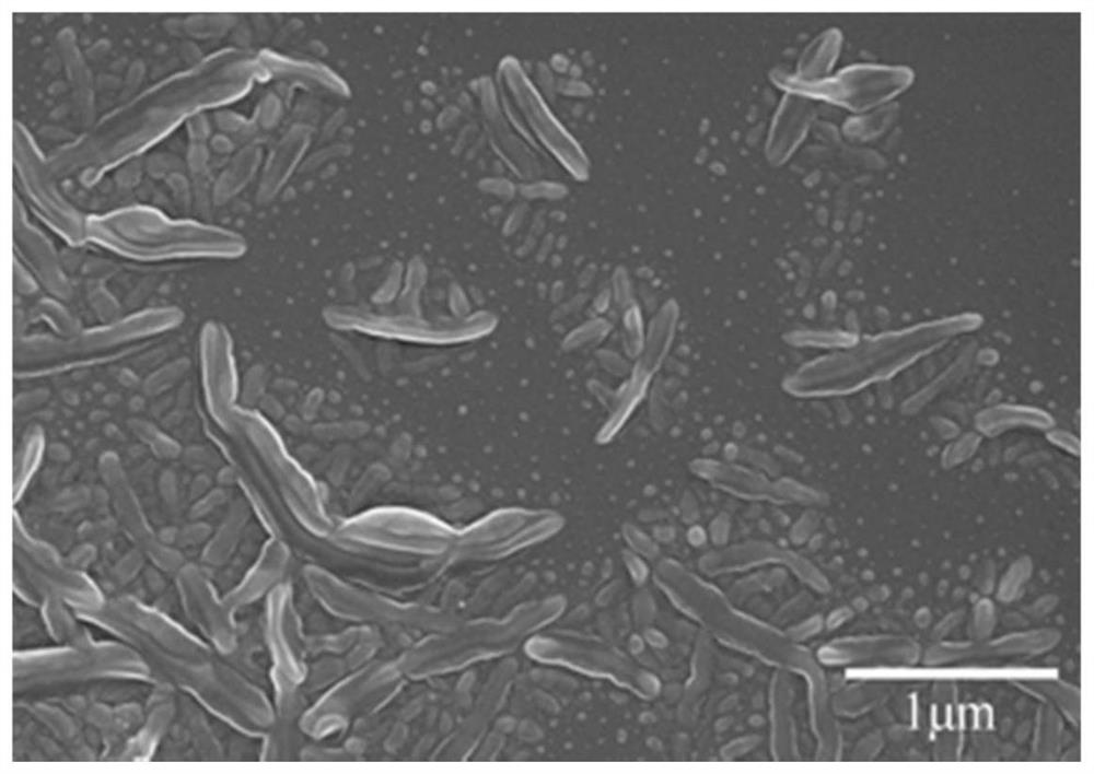 A kind of Teflon coating for coating porous medium surface and preparation method thereof