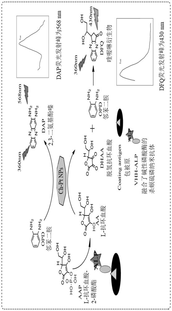 Fluorescence ratio type immunoassay method for detecting fenitrothion