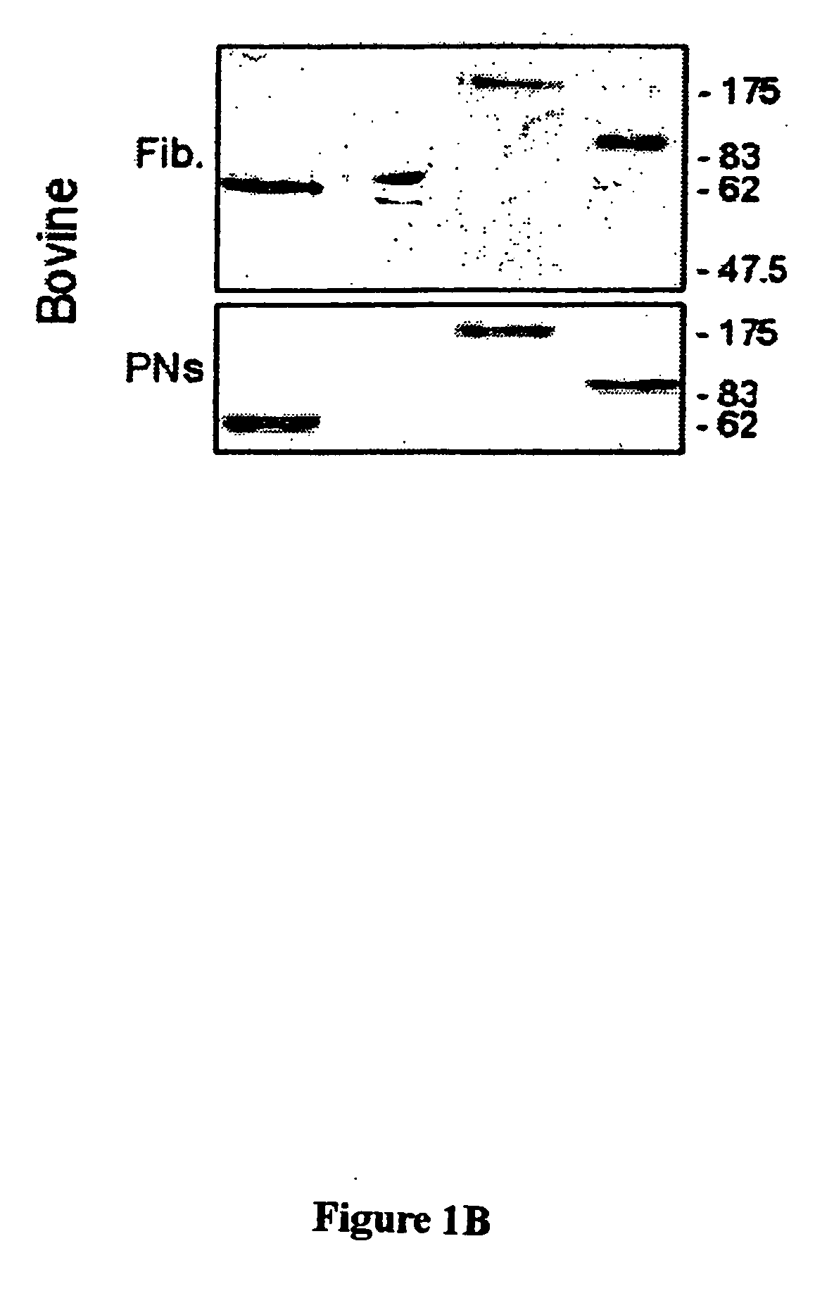 Methods for cloning mammals using reprogrammed donor chromatin or donor cells