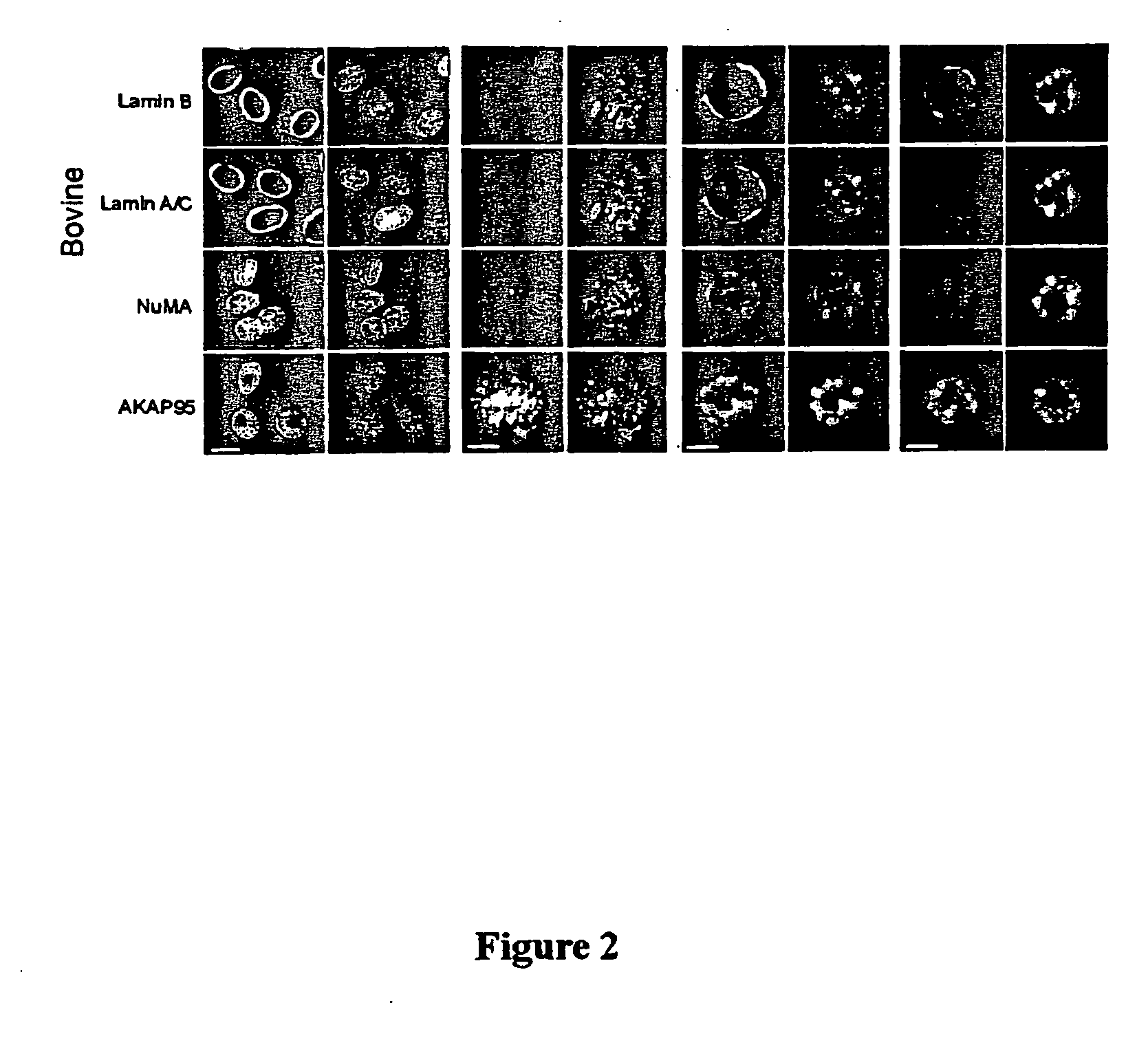 Methods for cloning mammals using reprogrammed donor chromatin or donor cells
