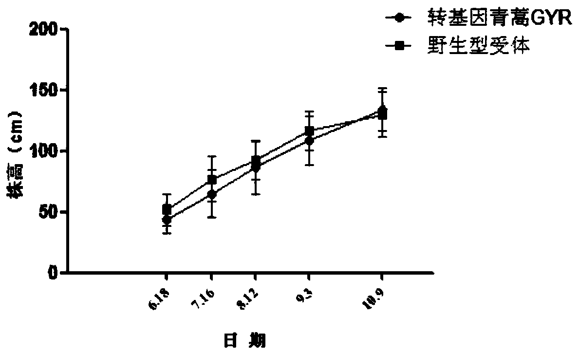 A method for environmental safety assessment of transgenic Artemisia annua