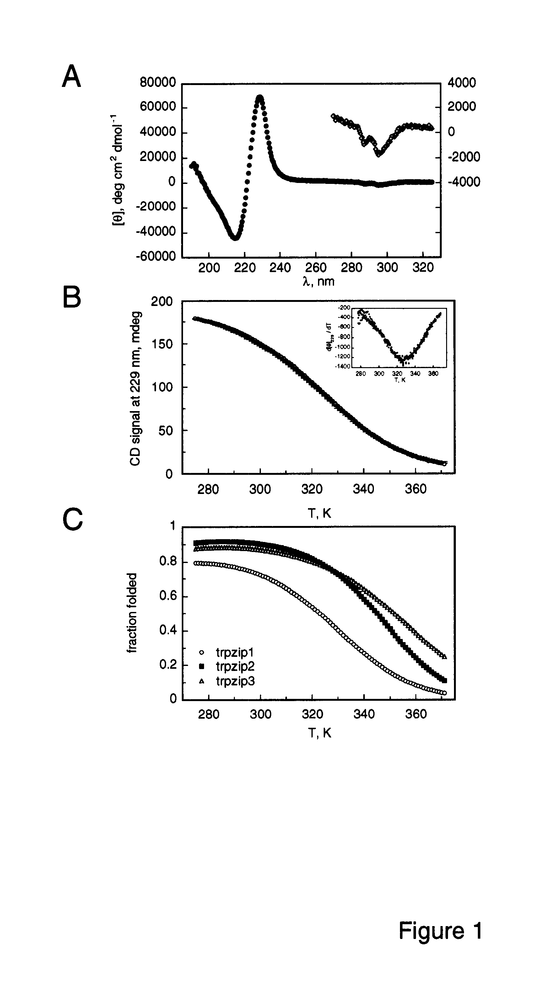 Hairpin peptides with a novel structural motif and methods relating thereto