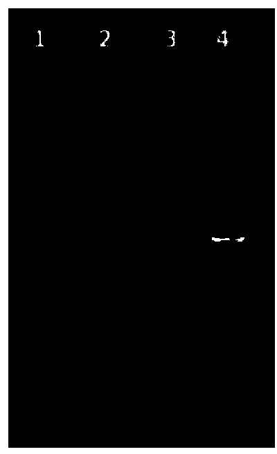 Acellular biological patch, preparation method and apparatus thereof