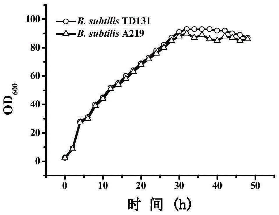 Pyrimidine nucleoside high-yielding strain and carbamyl phosphate synthetase adjusting site thereof