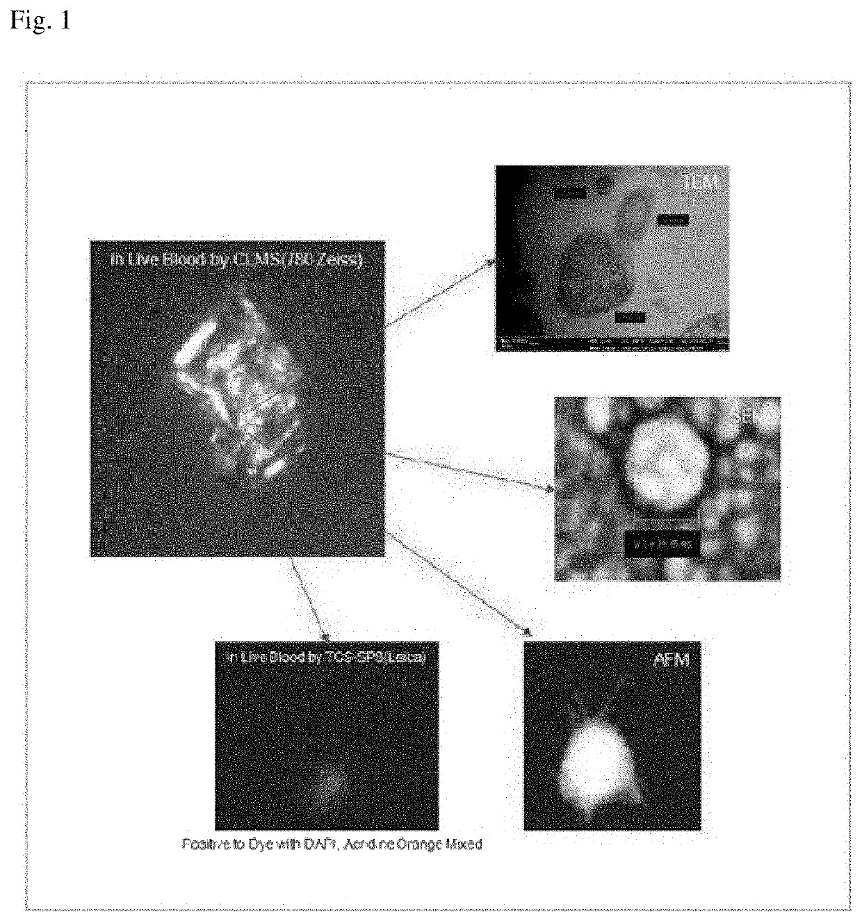 Luterial and method for isolating and culturing the same