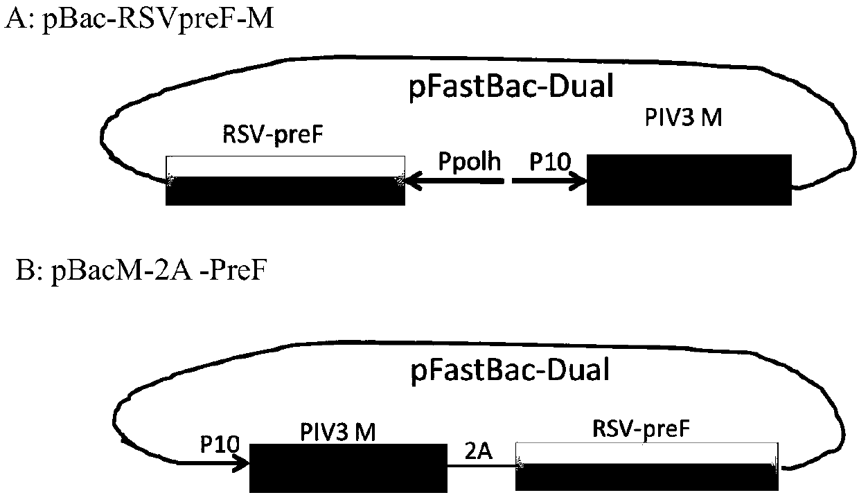 Recombinant vector capable of improving solubility of viral glycoprotein, preparation method and applications thereofthereof